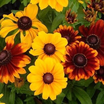 Premium Hirta Rudbeckia Seeds