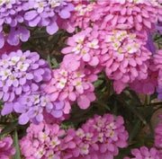 Purple & Pink Mix Candytuft Seeds
