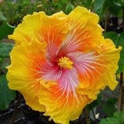 Yellow Orange Hibiscus Seeds