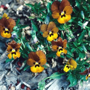 Brown Pansy Seeds