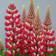 Red & White Lupine Seeds