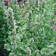 Nepeta cataria Catnip Seeds, Herbal