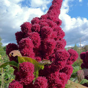 Elephant Head Amaranth Seeds