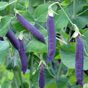 Sugar Magnolia Snap Pea Seeds
