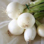 Crystal White Onion Seeds