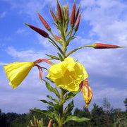 Yellow Evening Primrose Seeds