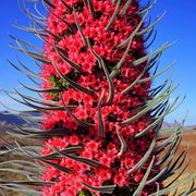 Tower of Jewels Echium Seeds