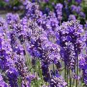 Munstead Lavender Seeds