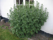 Absinthe Wormwood Seeds, Herbal