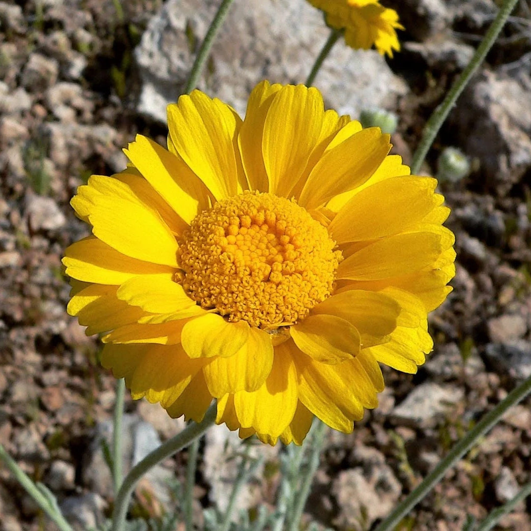 Desert Marigold Seeds
