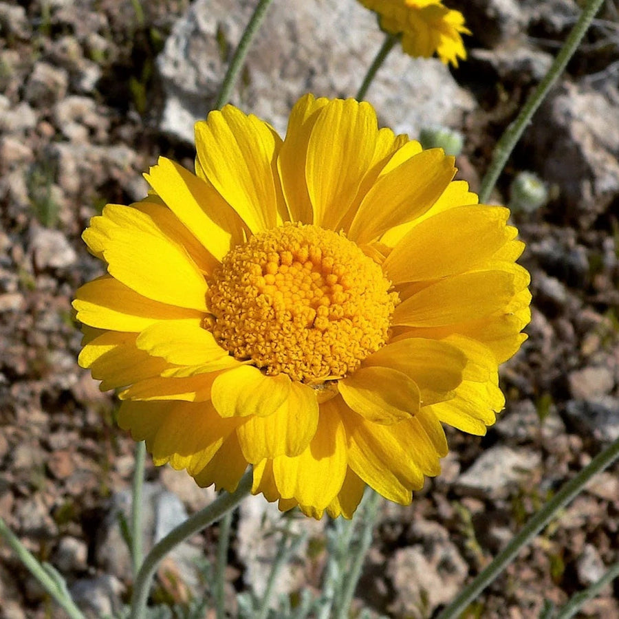 Desert Marigold Seeds