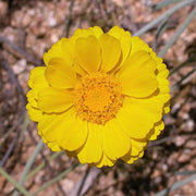 Desert Marigold Seeds