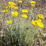 Desert Marigold Seeds