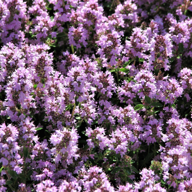 Lemon Thyme Seeds - Herbal Seeds