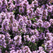 Lemon Thyme Seeds - Herbal Seeds