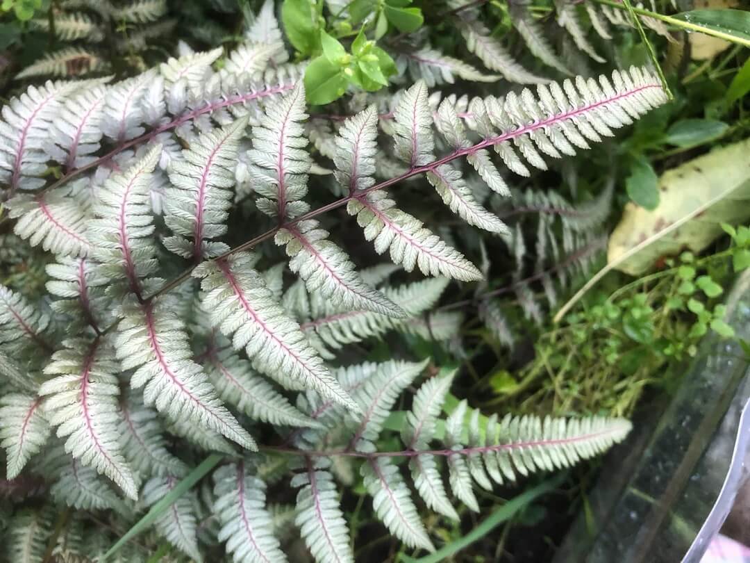 Japanese Painted Fern Seeds - Flower Plant