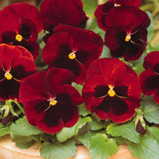 Alpenglow Pansy Viola Seeds