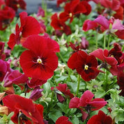 Alpenglow Pansy Viola Seeds