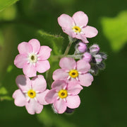 Pink Forget-Me-Not Seeds