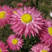 Everlasting Daisy Rhodanthe Chlorocephala Rosea Seeds