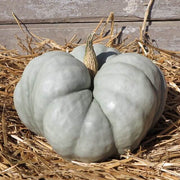 Gray Triamble Pumpkin Seeds
