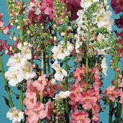 Mixed Verbascum Seeds