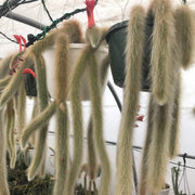 Hildewintera Cleistocactus Seeds - Herbal Seeds