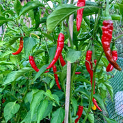 Red Chili Will Pepper Seeds
