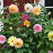 Large Dahlia Seeds