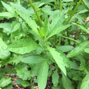Dysphania ambrosioides Epazote Seeds, Herbal