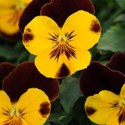 Dynamite Red Yellow Pansy Seeds