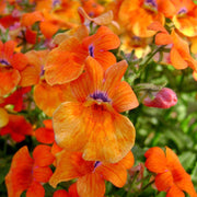 Strumosa Nemesia Seeds