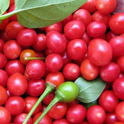 Chiltepin Hot Pepper Seeds