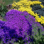Purple Cress Seeds, Herbal