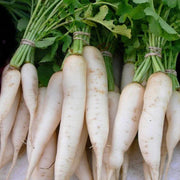 White Icicle Radish Seeds