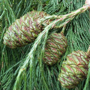 Giant Sequoia Seeds, Herbal