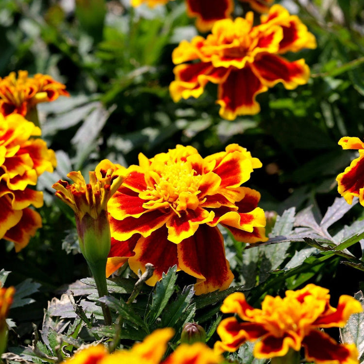 Durango Bee Marigold Seeds
