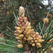 Japanese Black Pine Seeds - Herbal Seeds