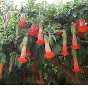 Red Angel's Trumpet Brugmansia Sanguinea Seeds