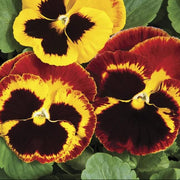 Dynamite Red Yellow Pansy Seeds
