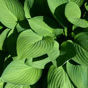 Hosta Seeds, Green
