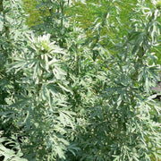 Absinthe Green Ginger Wormwood Seeds, Herbal
