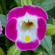 Pink Torenia Seeds