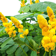 Drought & Heat Tolerant Senna Alata Seeds
