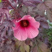 Cranberry Hibiscus Seeds