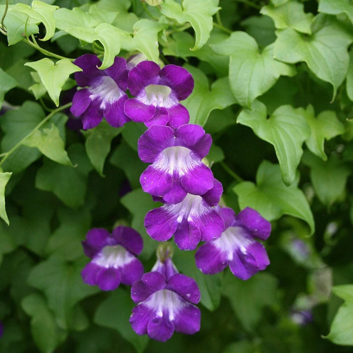 Climbing Snapdragon Seeds