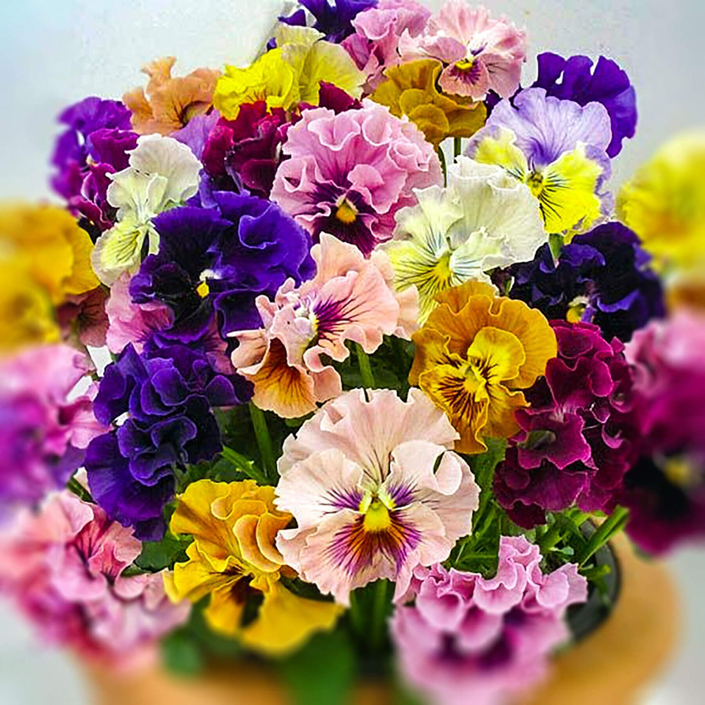 Double Heirloom Pansy Rococo Seeds