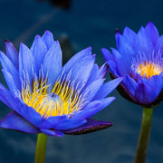 Nymphaea caerulea Blue Lotus Seeds