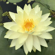 Golden Crown Yellow Center Lotus Seeds