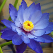 Nymphaea caerulea Blue Lotus Seeds